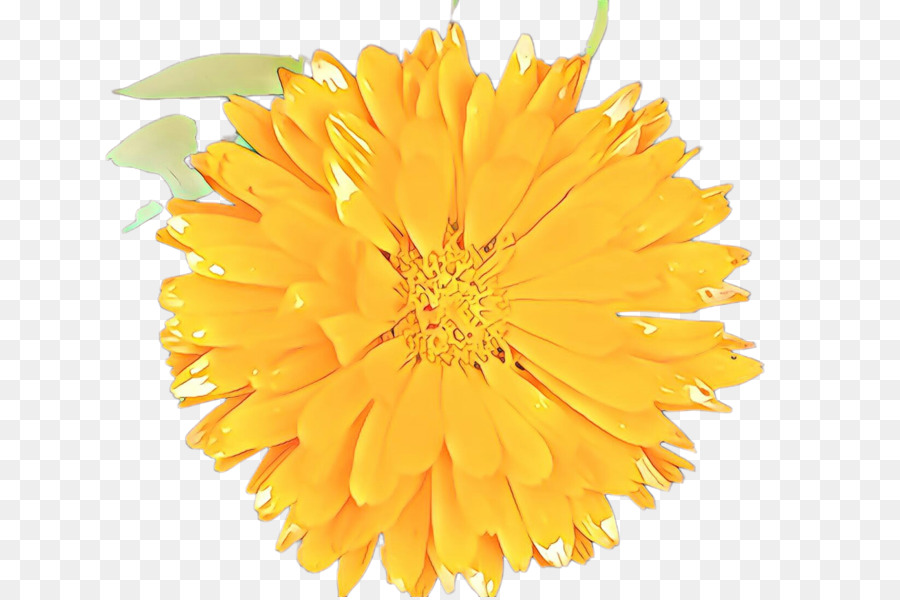 Flor，Amarelo PNG