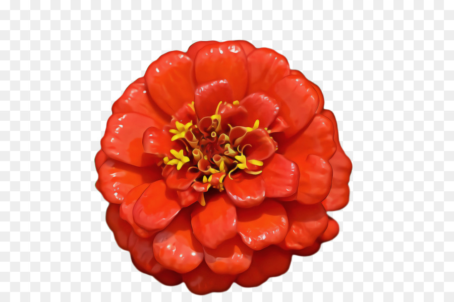 Flor De Laranjeira，Fotografia PNG