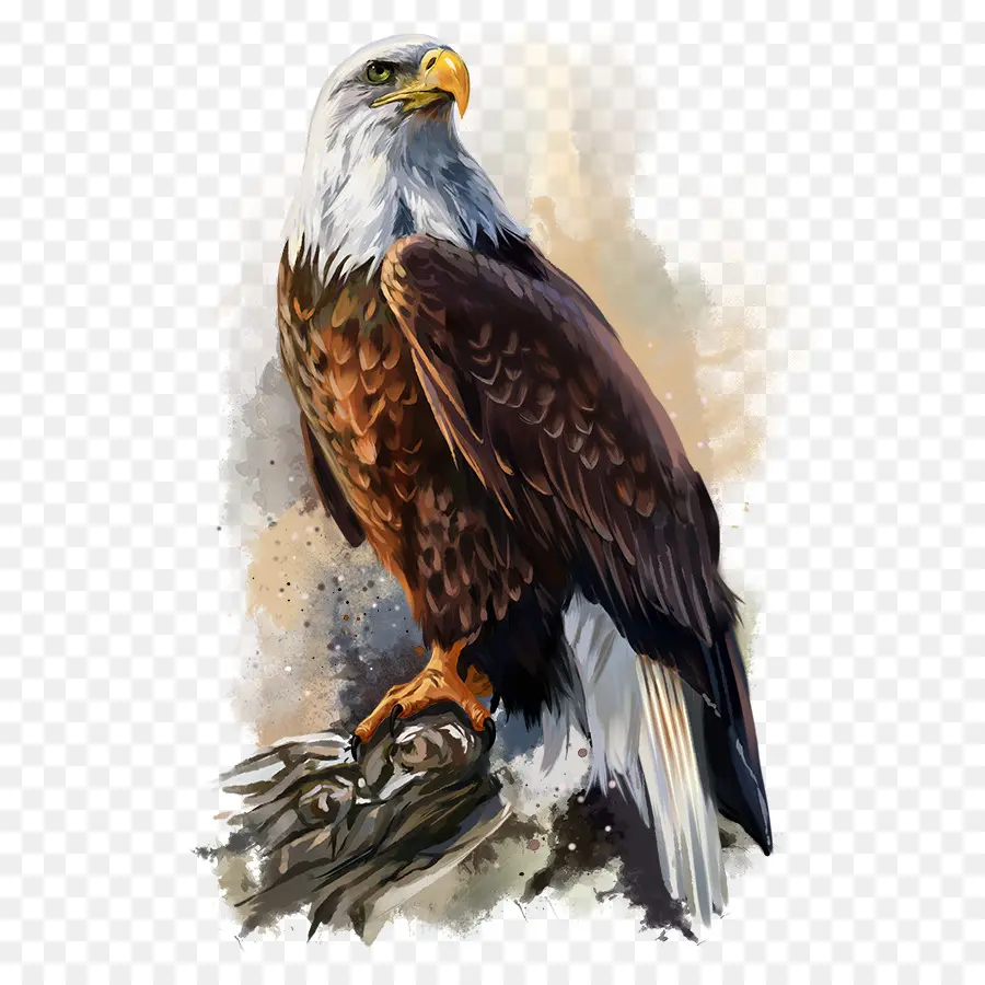 águia Careca，Pintura PNG