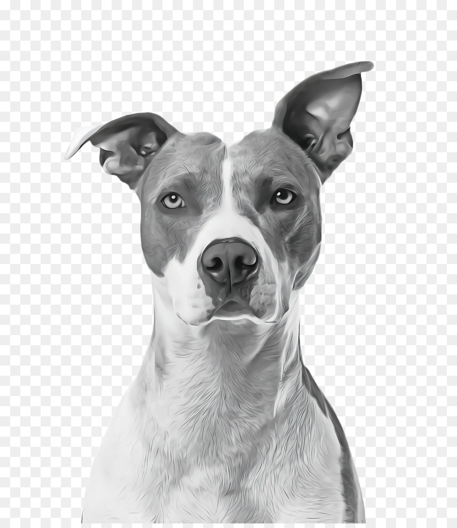 American Staffordshire Terrier，American Pit Bull Terrier PNG
