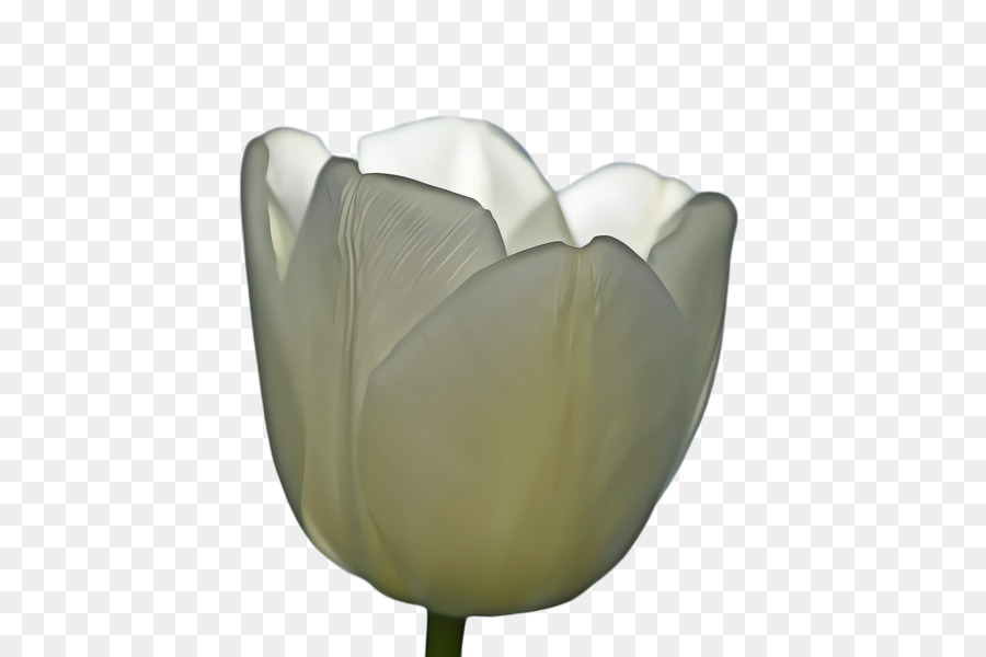 Tulip，Pétala PNG