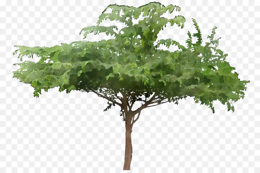árvore，Plantas PNG