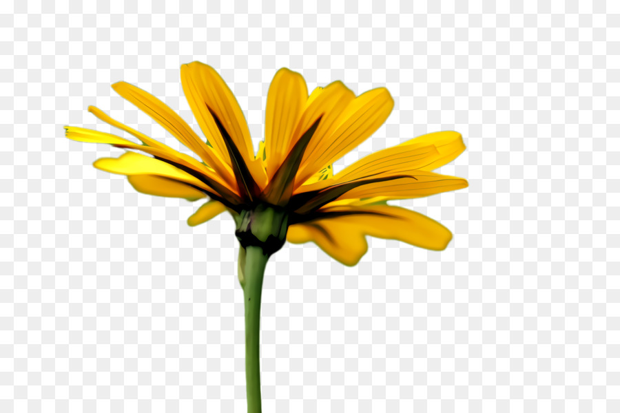 Oxeye Daisy，Flor PNG