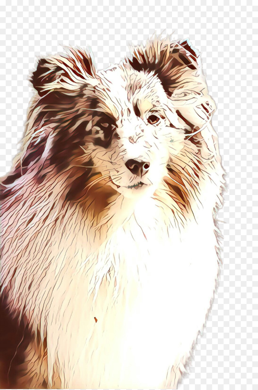 Rough Collie，Pastor Australiano PNG