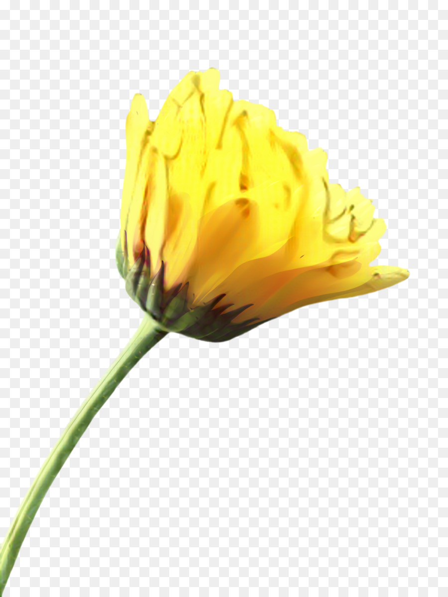 Tulip，Planta De Haste PNG