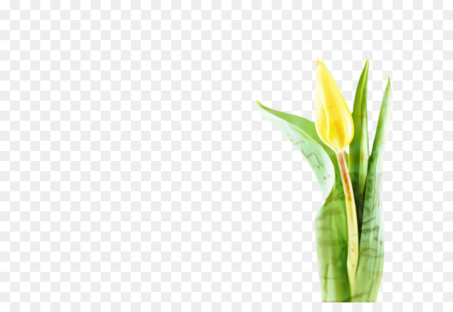 Tulip，Planta De Haste PNG