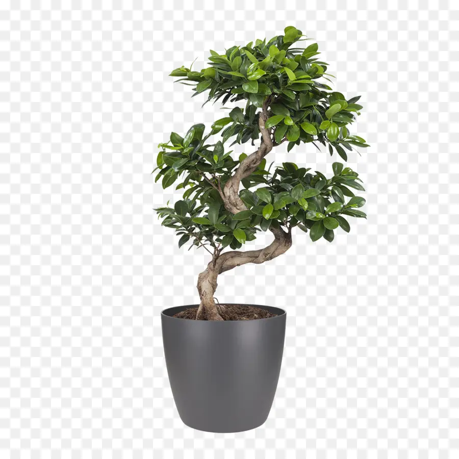 Ficus Microcarpa，Bonsai PNG
