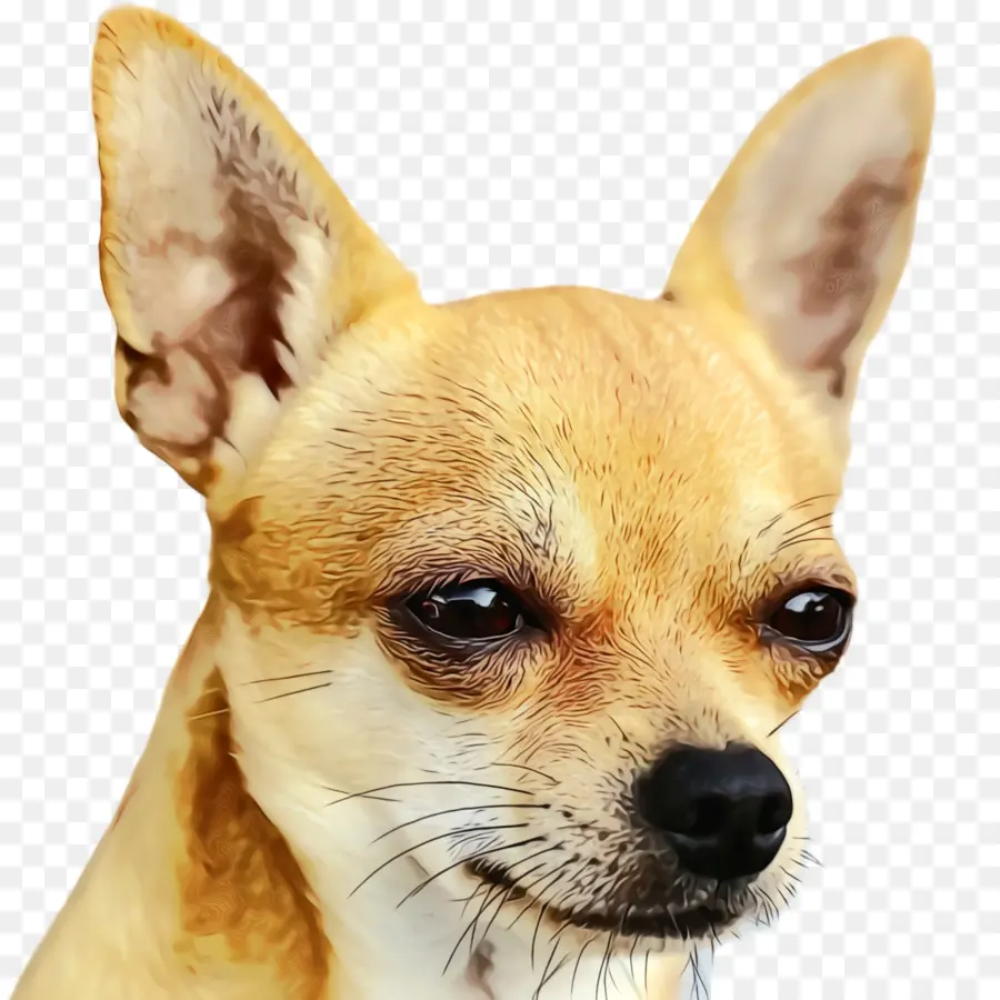 Chihuahua，Filhote De Cachorro PNG