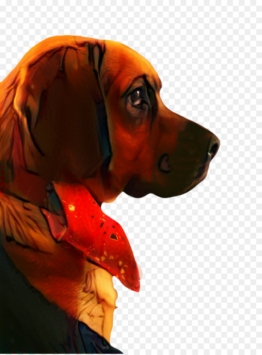 Redbone Coonhound，Inglês Americano Coonhound PNG