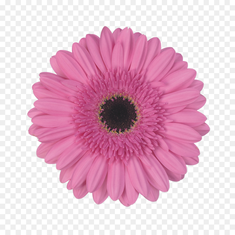 Transvaal Daisy，Fotografia De Stock PNG