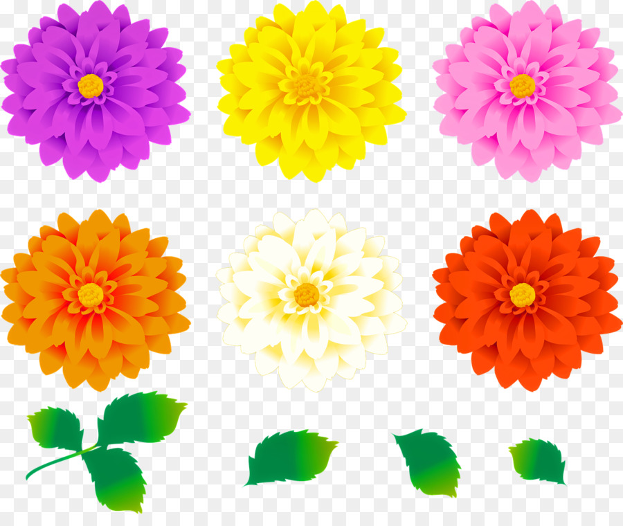 Dahlia，Download PNG