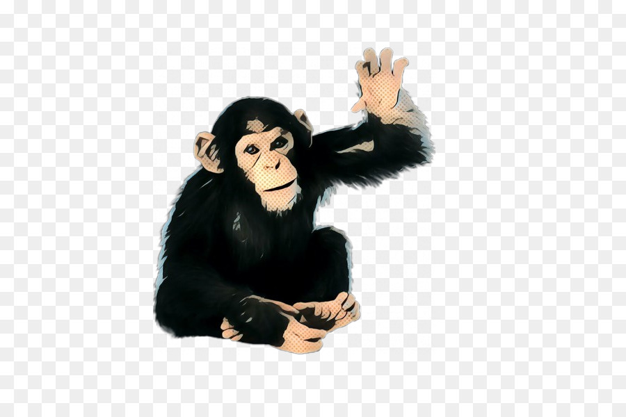 Chimpanzé，King Kong PNG