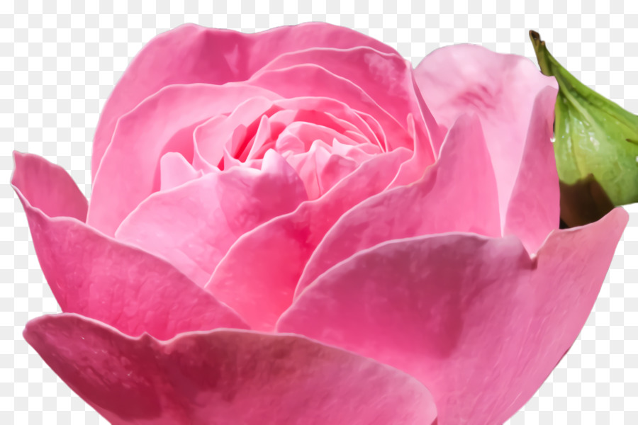 Rosa Rosa，Florescer PNG