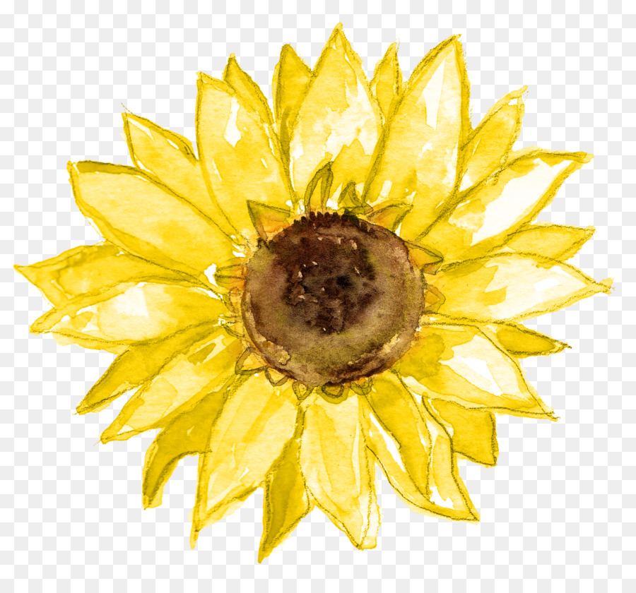 Girassol，Amarelo PNG