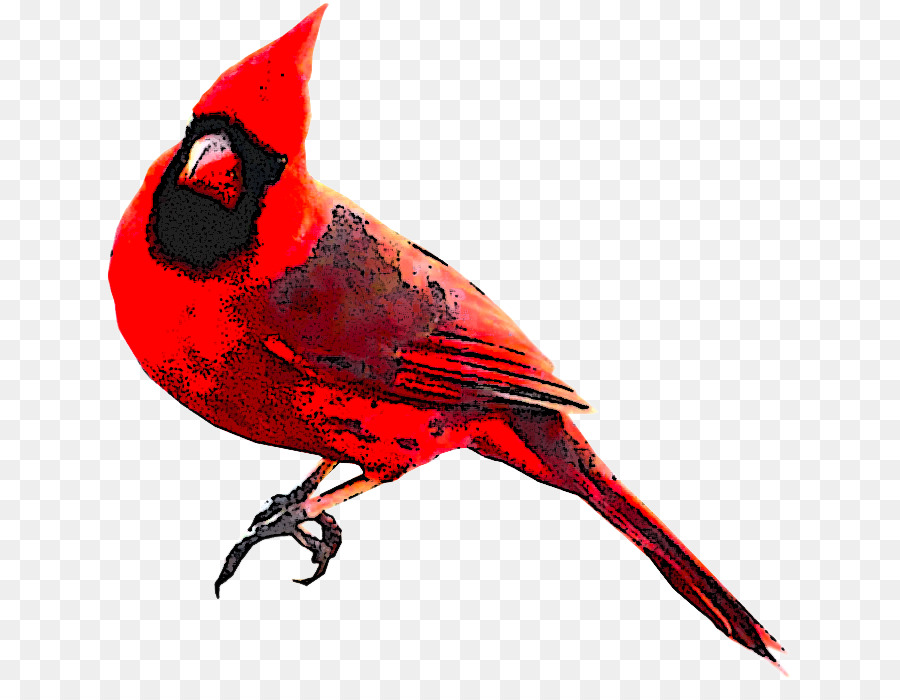 Cardeal，Vermelho PNG