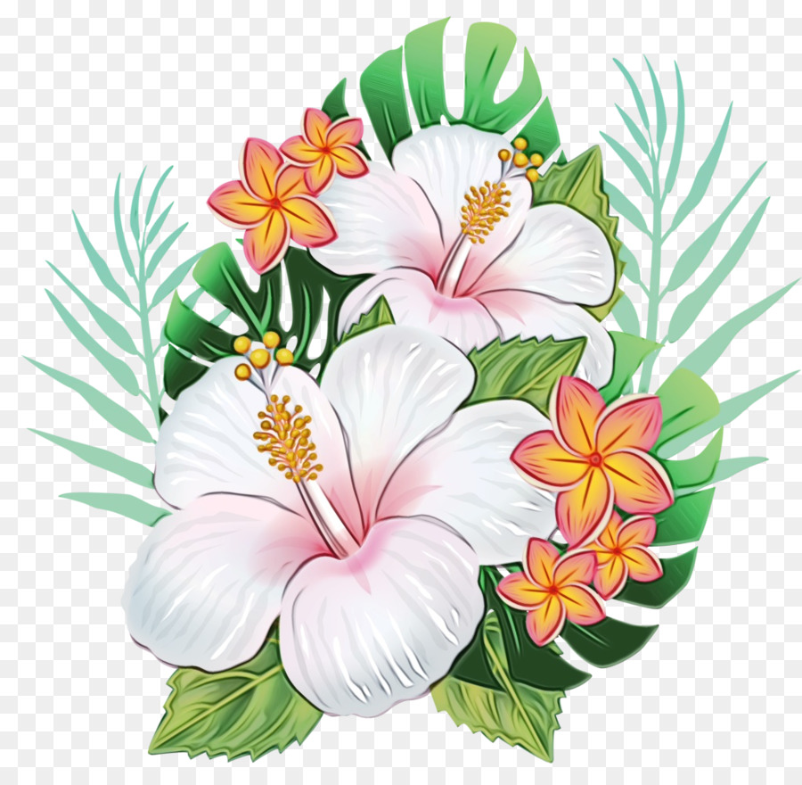 Havaiano De Hibisco，Shoeblackplant PNG