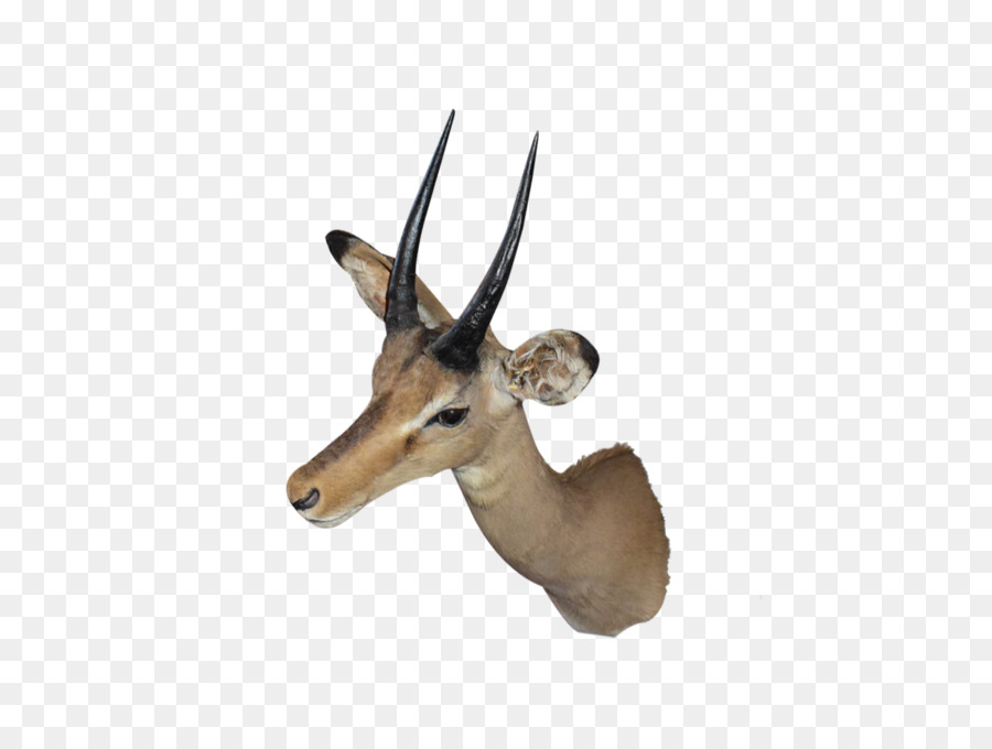 A Impala，Waterbuck PNG