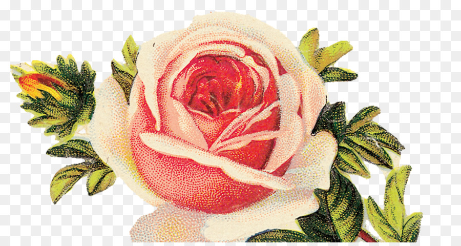 As Rosas Do Jardim，Flor PNG