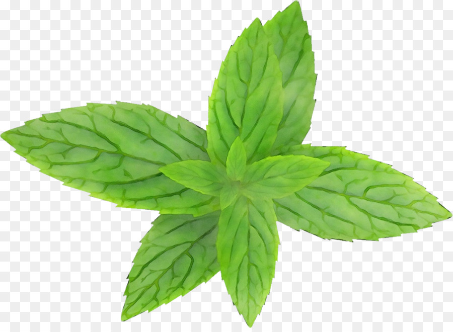 Folhas Verdes，Natureza PNG