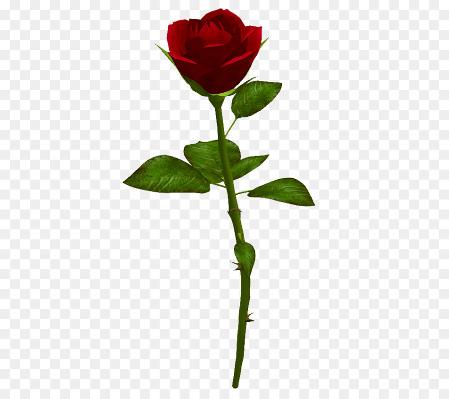 Rosa，Vermelho PNG