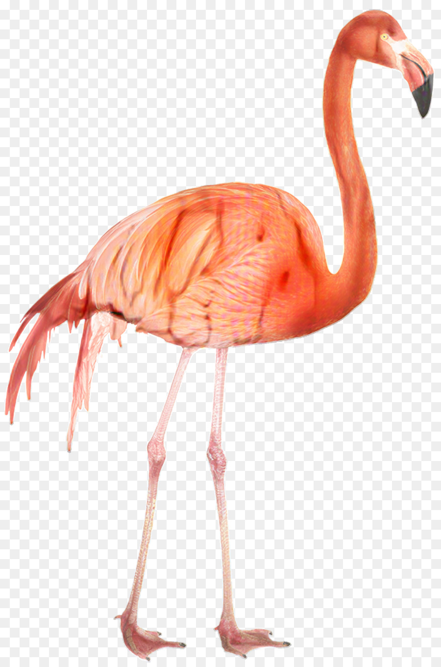 Flamingo，Pássaro PNG