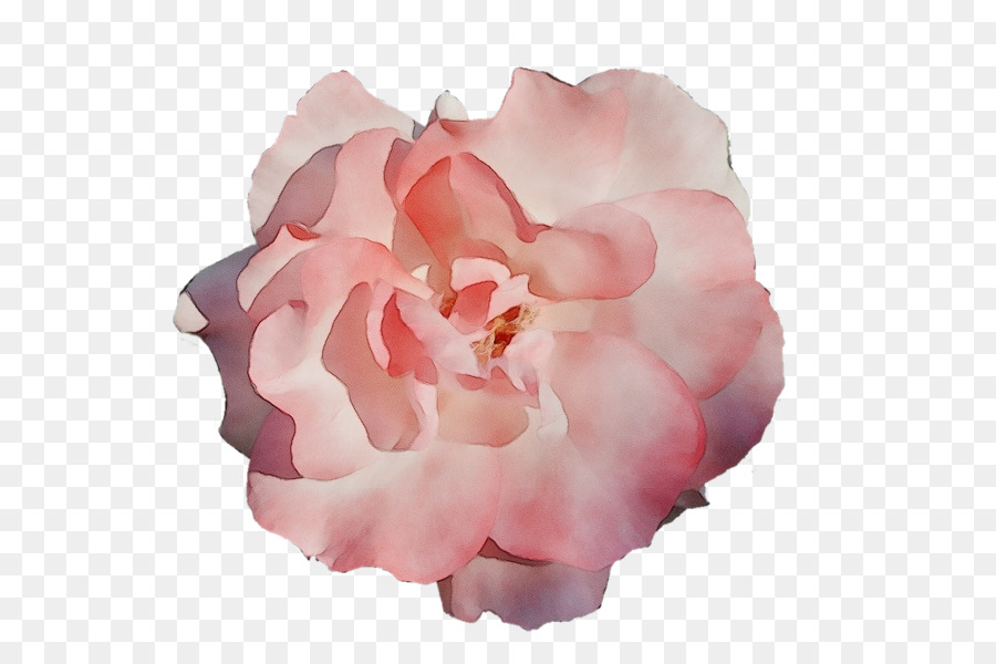 Rosa，Florescer PNG