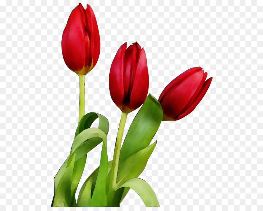 Tulipa，Plantar PNG