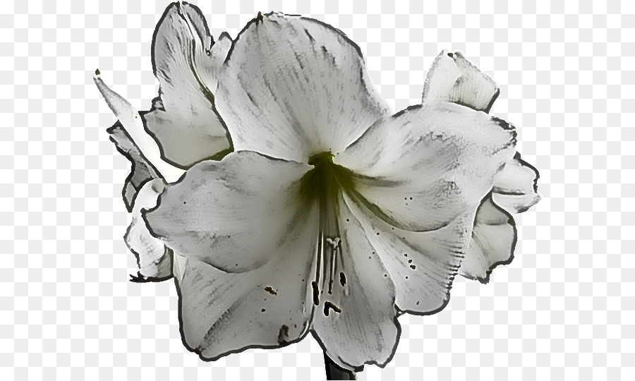 Flores De Corte，Lírio De Jersey PNG