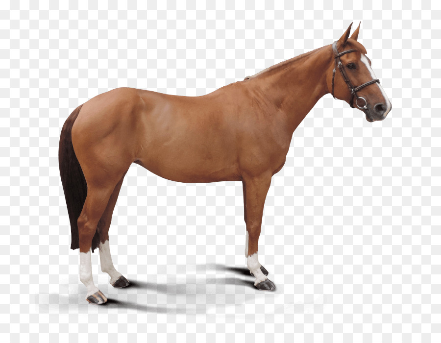 Grande，Cavalo árabe PNG