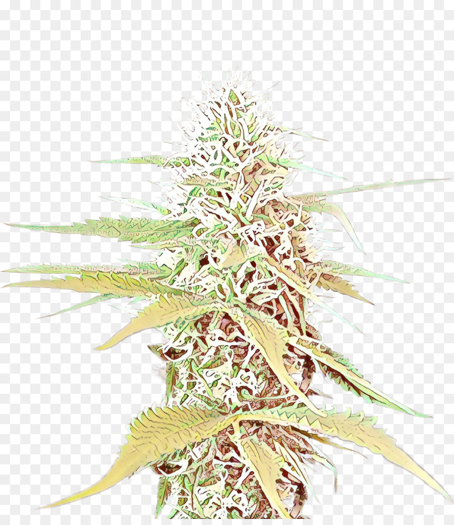 Cannabis，árvore PNG