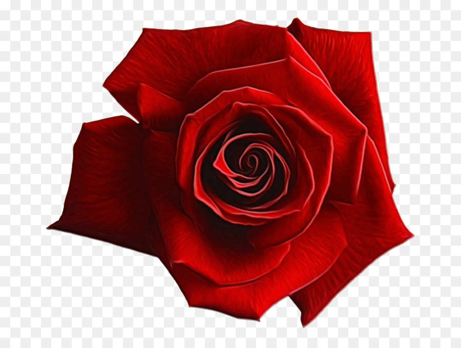 Rosas Vermelhas，Florescer PNG