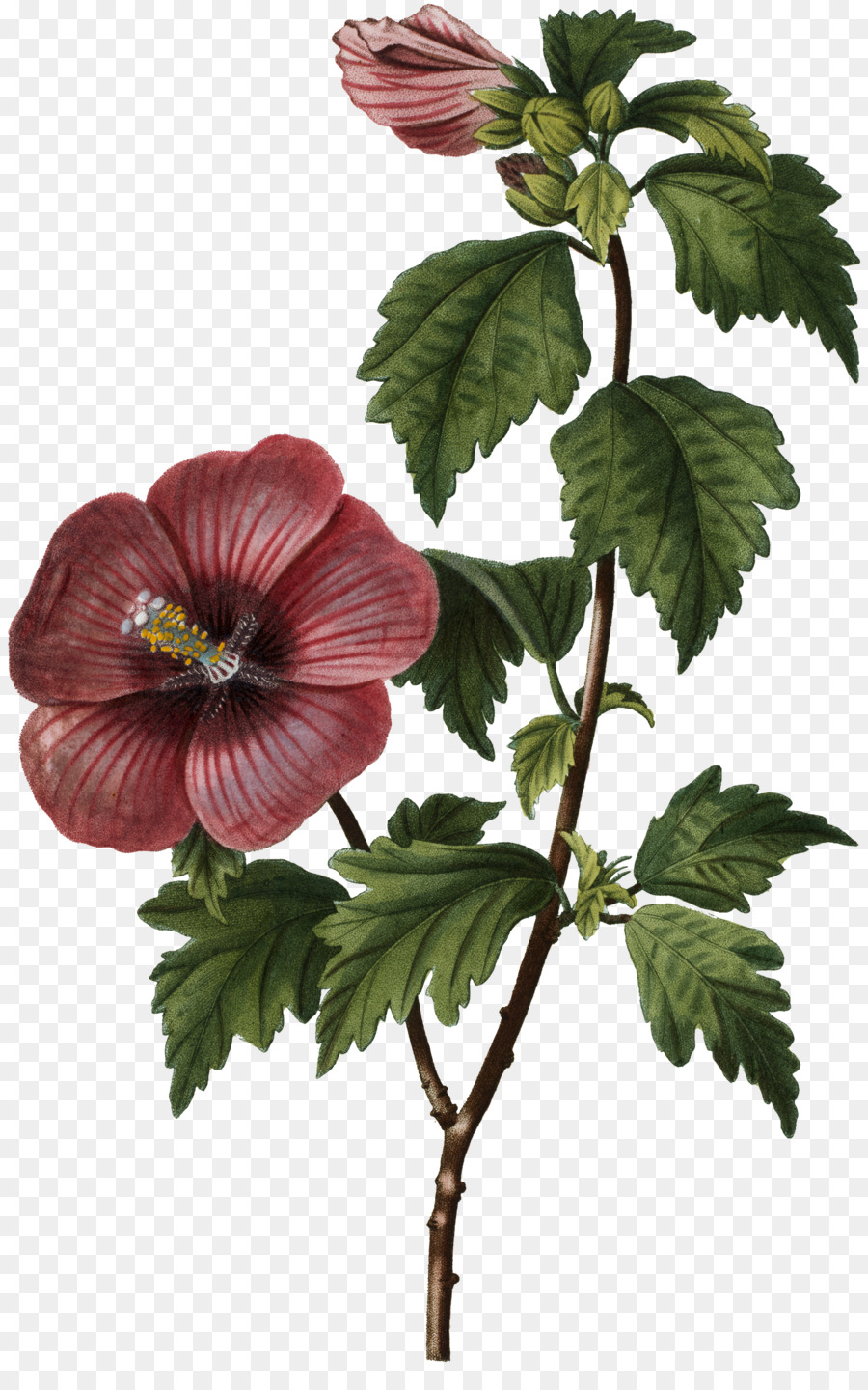 Flor Vermelha，Florescer PNG