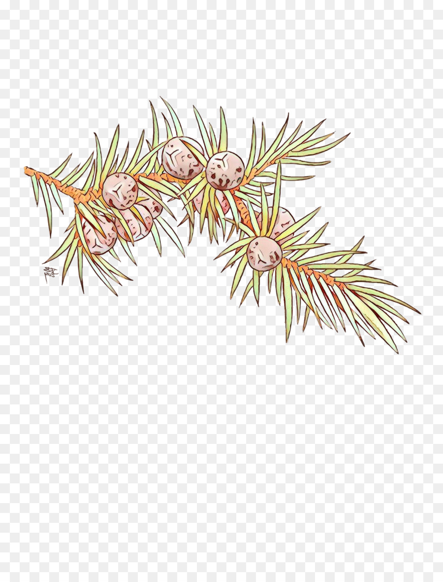 A Floração Da Planta，Pine PNG