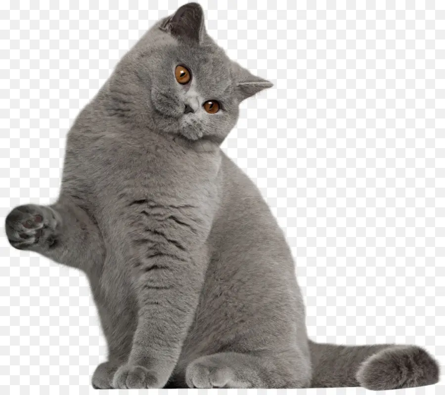 British Shorthair，American Shorthair PNG