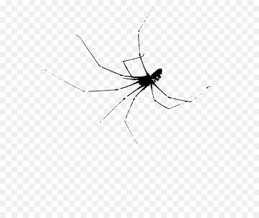 Mosquito，Viúva De Aranhas PNG