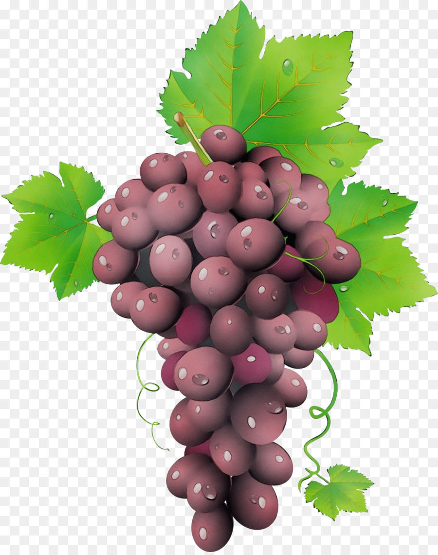 Comum Vinha，Vinho Tinto PNG