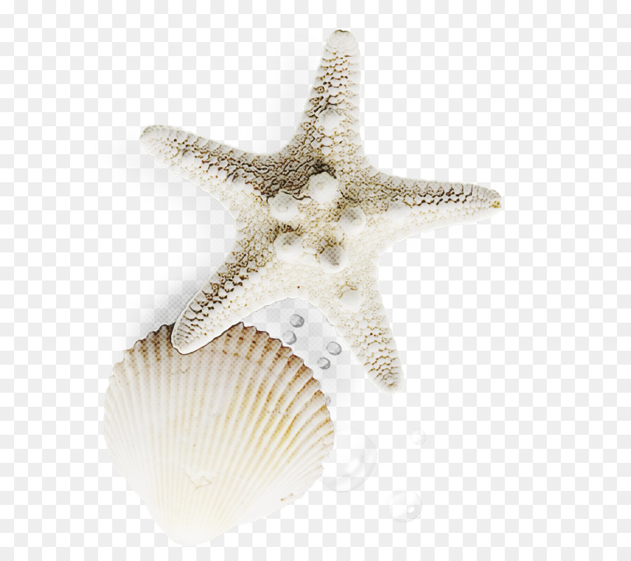 Estrela Do Mar，Berbigão PNG