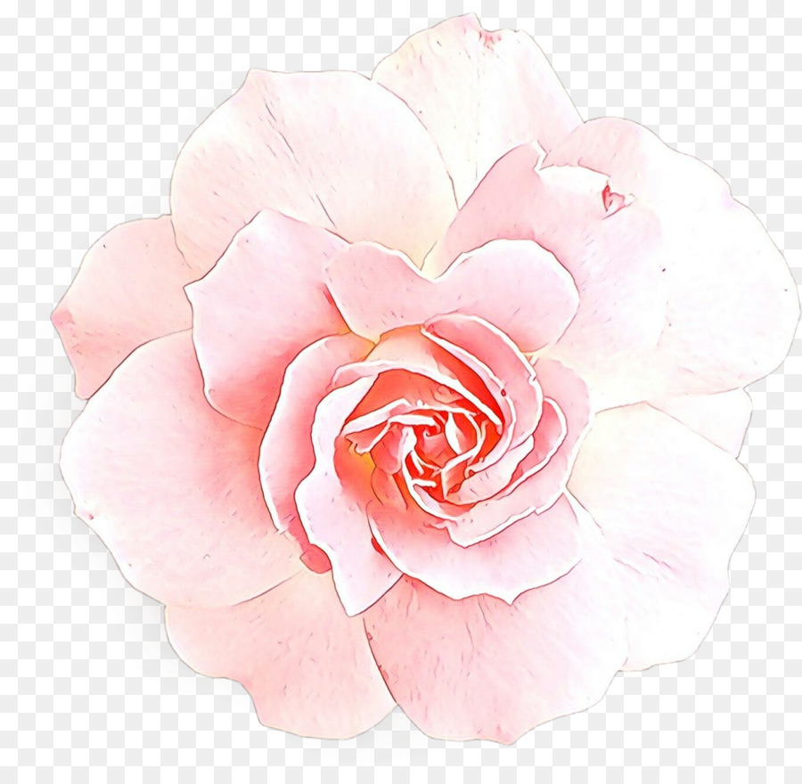 Rosa，Florescer PNG