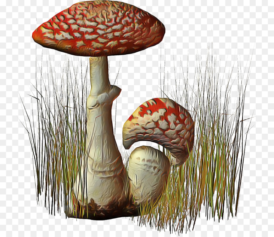 Fungo，Agaricus Subrufescens PNG
