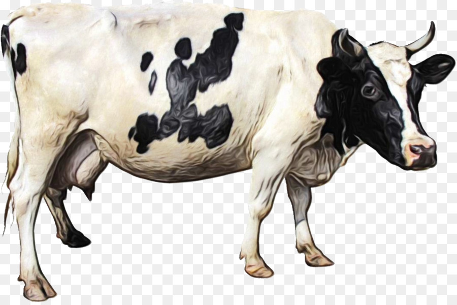 Holstein Frísia Gado，Gyr Gado PNG