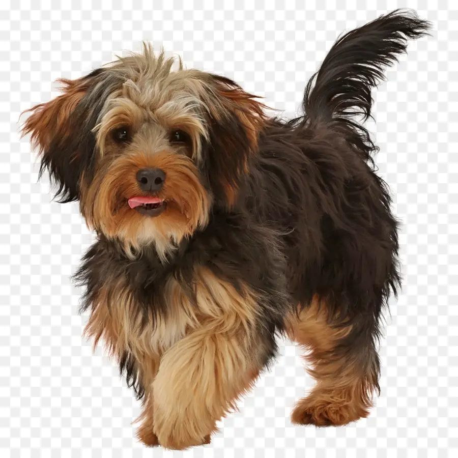 Yorkshire Terrier，Filhote De Cachorro PNG