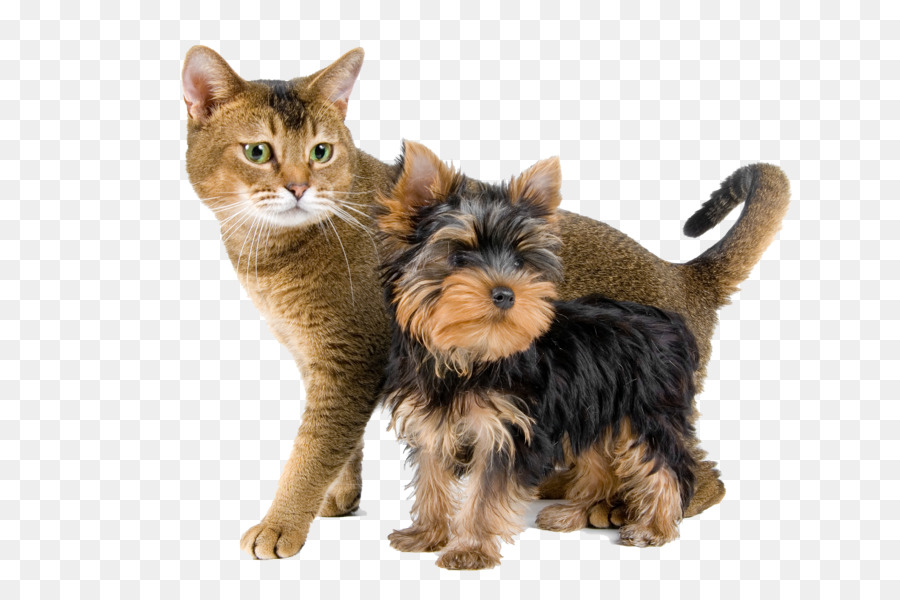 Yorkshire Terrier，Gato PNG