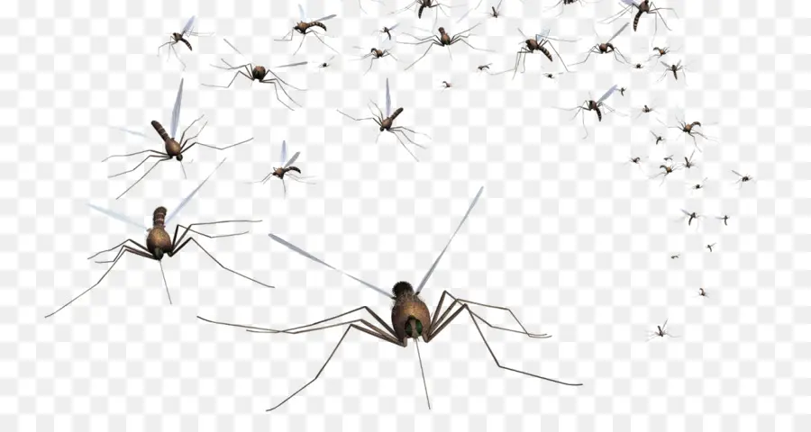 Mosquito，O Controle Do Mosquito PNG