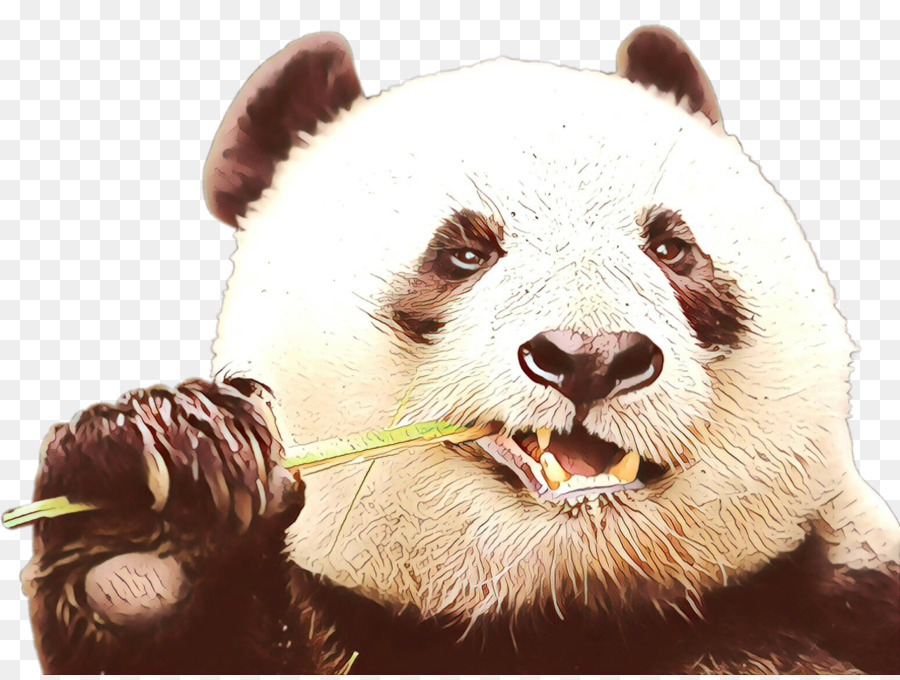 Panda Gigante，Focinho PNG