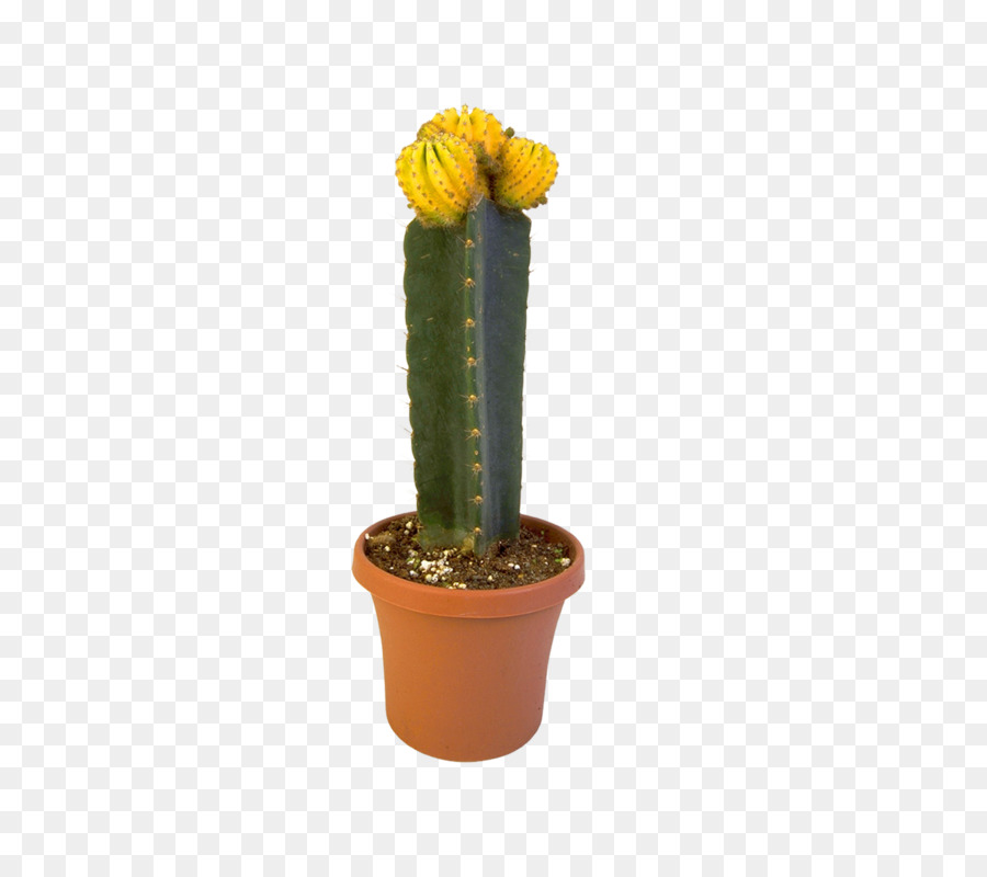 Cactus，Suculenta Planta PNG