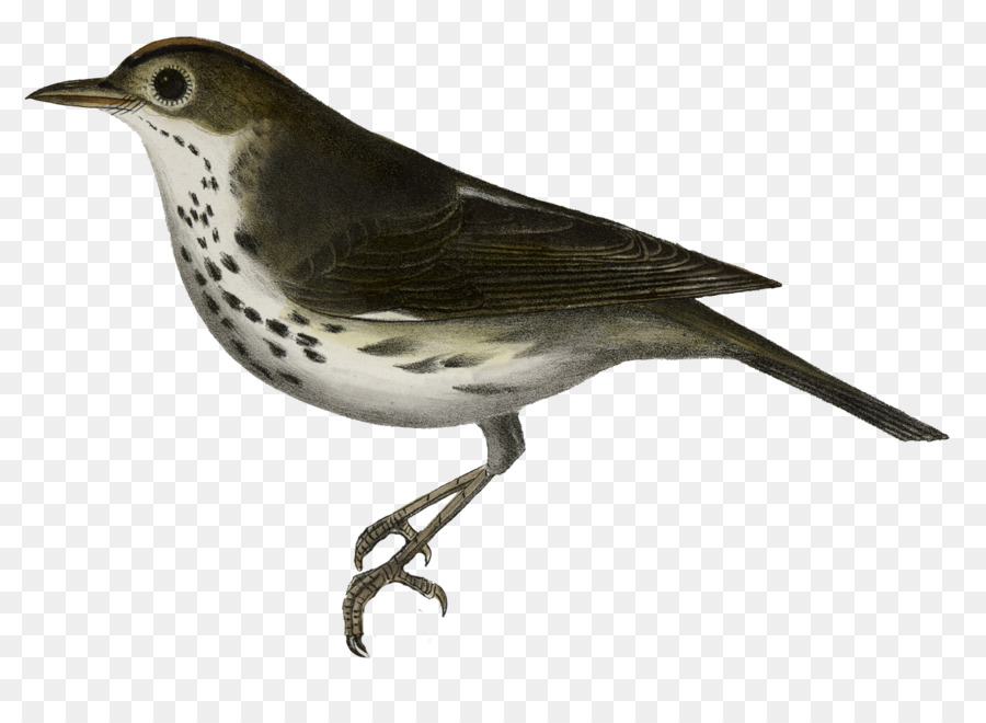 Tentilhões，Aves PNG