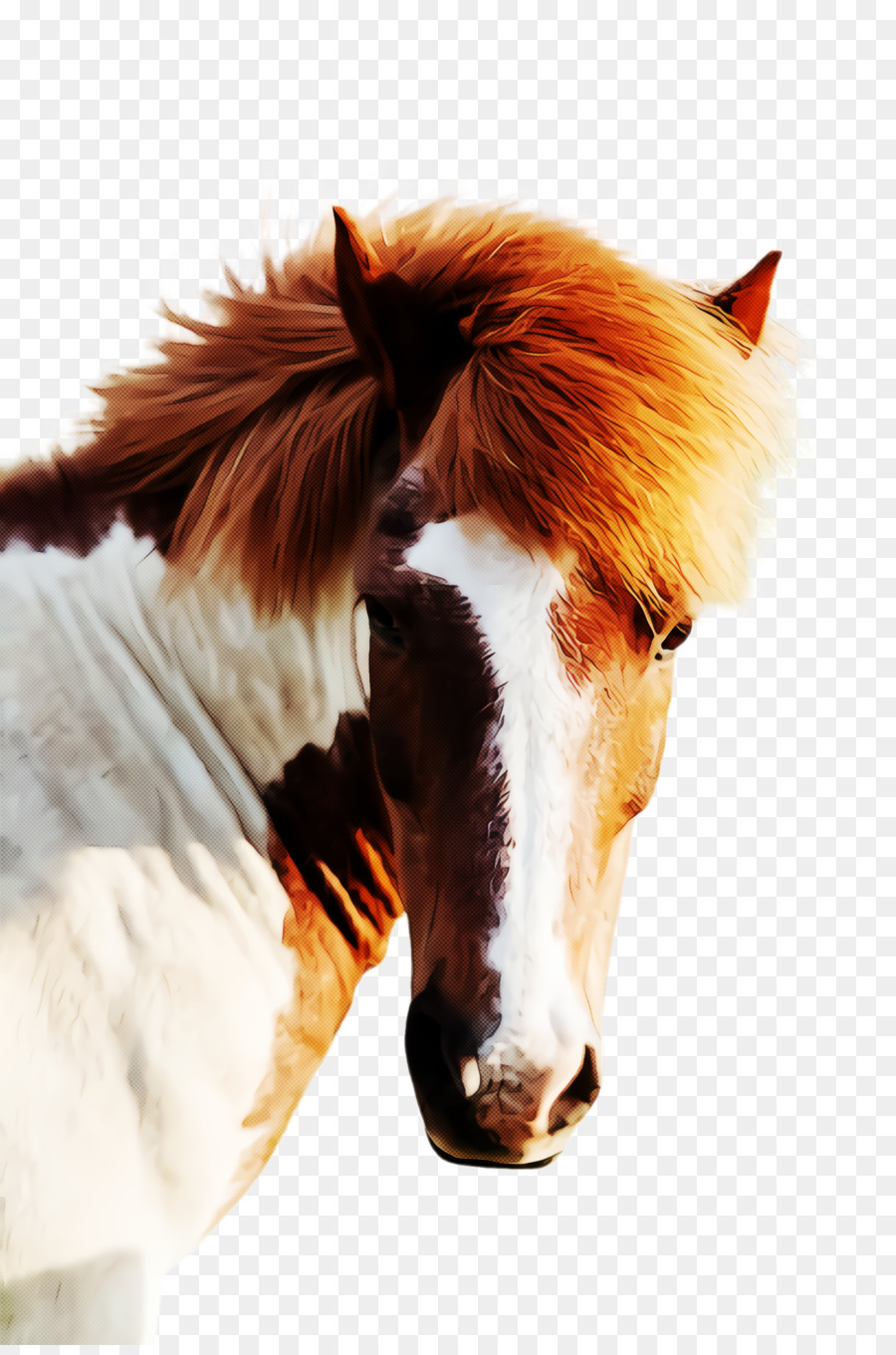 Mustang，Mane PNG