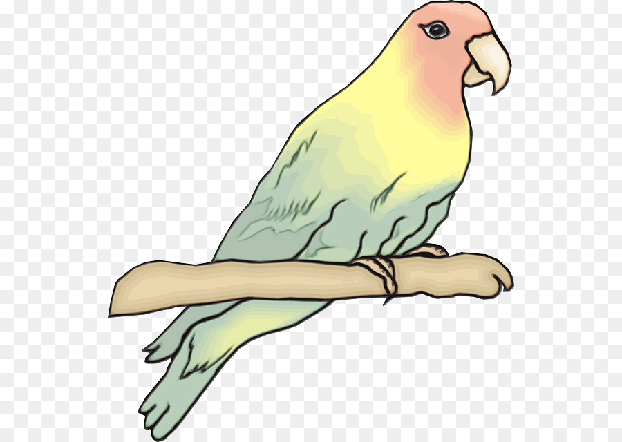 Lovebird，Arara PNG