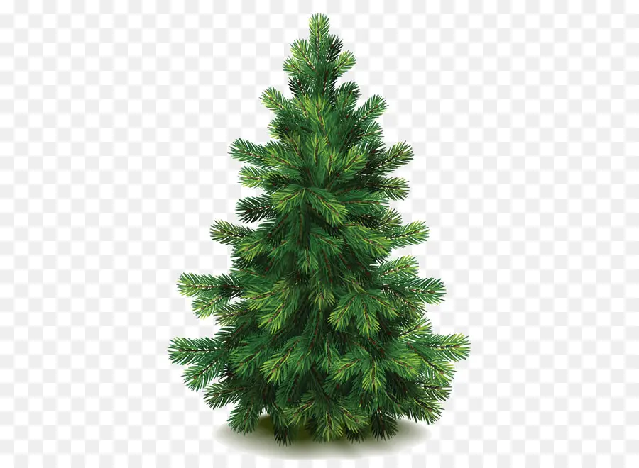 Pine，Fir PNG