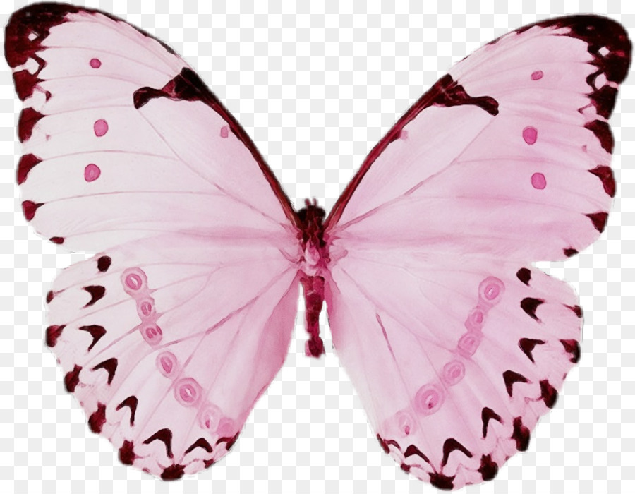 Borboleta，Repolho Branco PNG